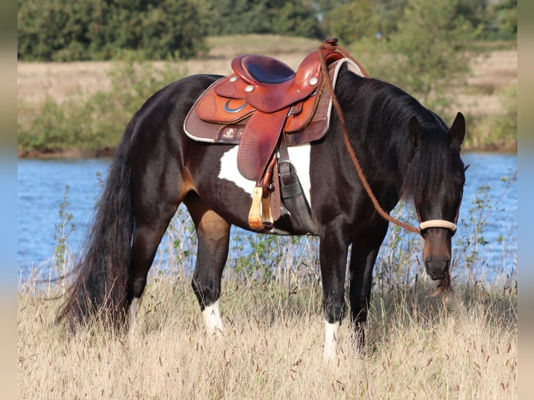 Paint Horse Croisé Jument 3 Ans 149 cm in Oberhausen