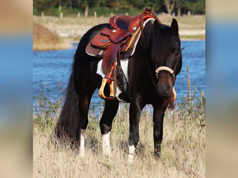 Paint Horse Croisé Jument 3 Ans 149 cm in Oberhausen