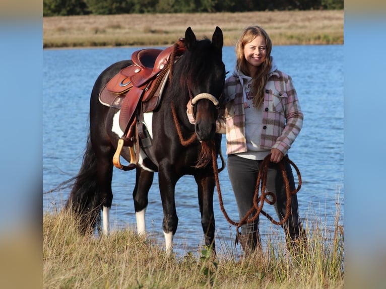 Paint Horse Croisé Jument 3 Ans 149 cm in Oberhausen