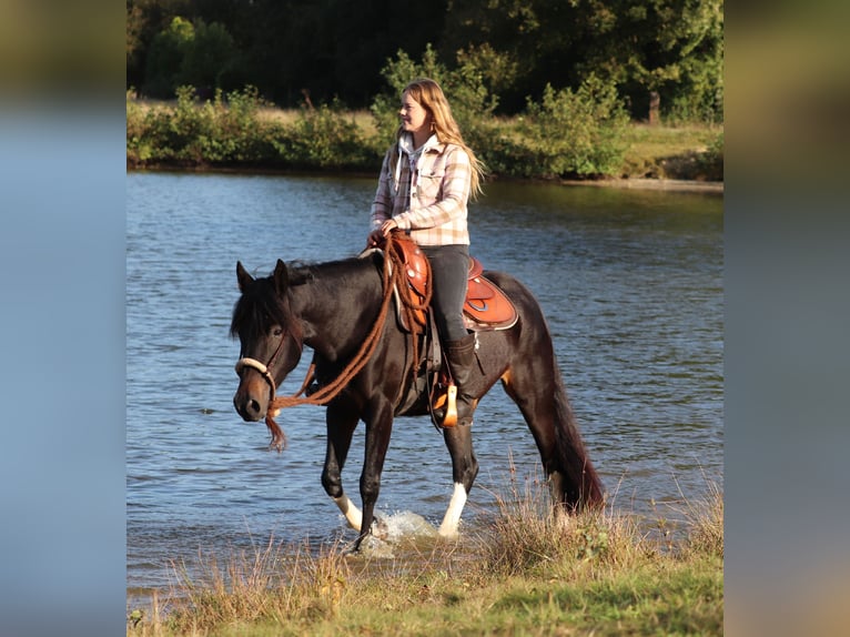 Paint Horse Croisé Jument 3 Ans 149 cm in Oberhausen