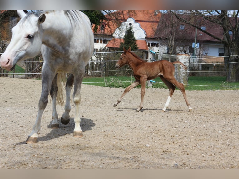 Paint Horse Jument 3 Ans 150 cm Alezan in Eggenthal