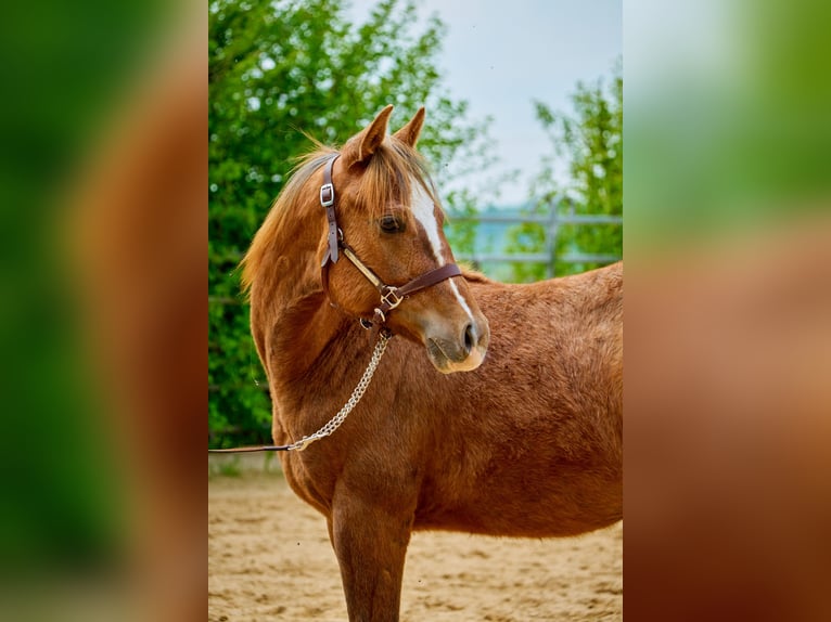 Paint Horse Jument 3 Ans 150 cm Alezan in Eggenthal