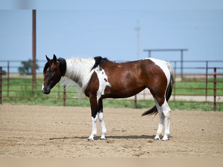 Paint Horse Jument 3 Ans 150 cm Tobiano-toutes couleurs in Canistota, SD