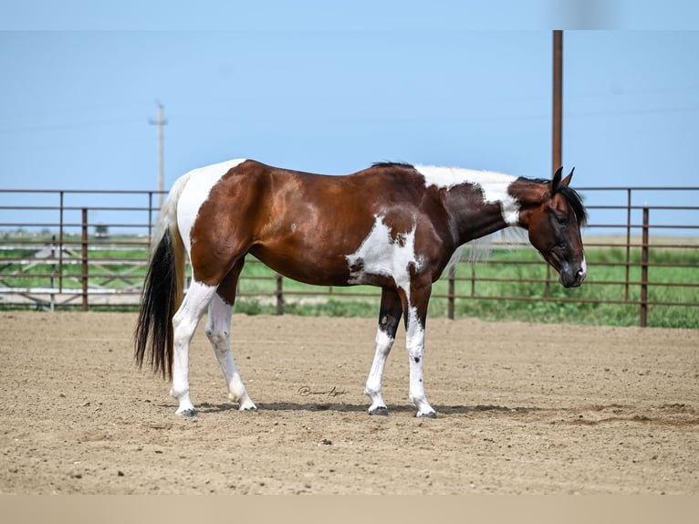 Paint Horse Jument 3 Ans 150 cm Tobiano-toutes couleurs in Canistota, SD