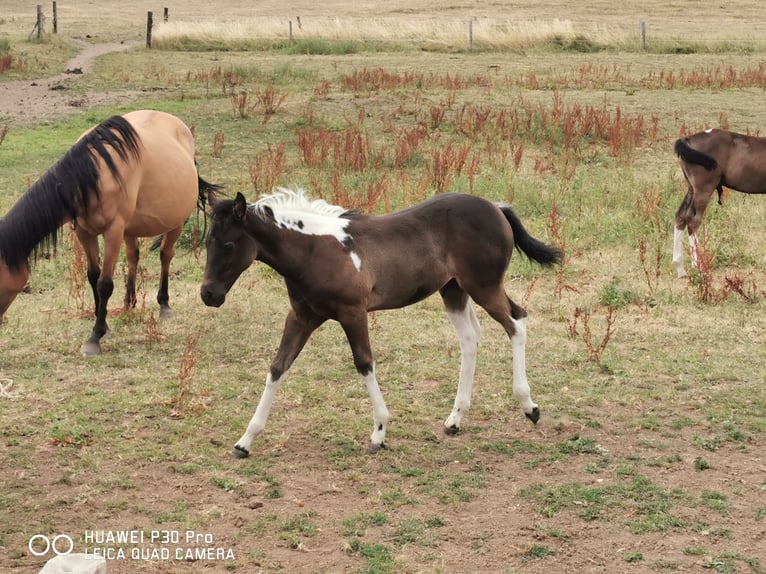 Paint Horse Jument 3 Ans 150 cm Tobiano-toutes couleurs in betteldorf