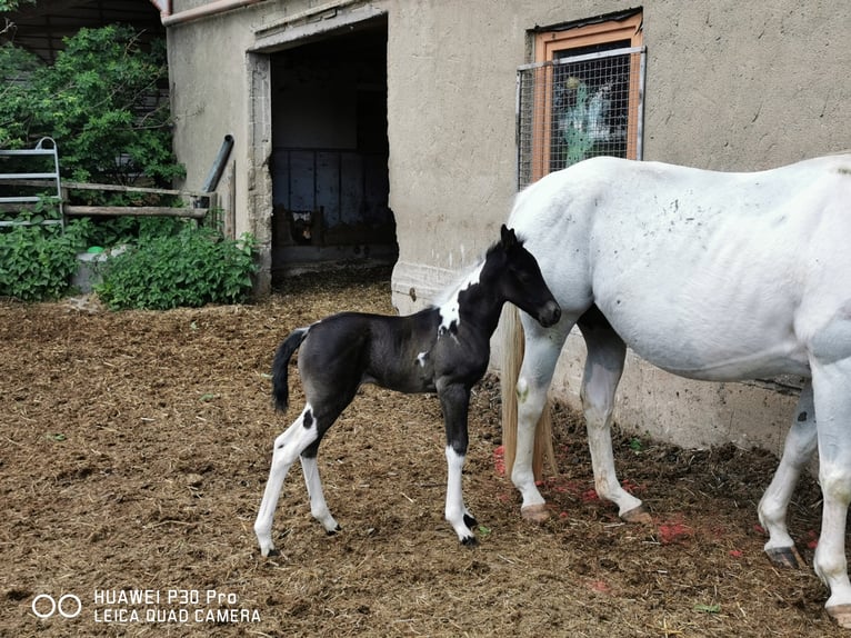 Paint Horse Jument 3 Ans 150 cm Tobiano-toutes couleurs in betteldorf