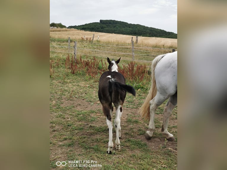 Paint Horse Jument 3 Ans 150 cm Tobiano-toutes couleurs in betteldorf