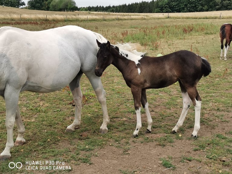 Paint Horse Jument 3 Ans 150 cm Tobiano-toutes couleurs in betteldorf