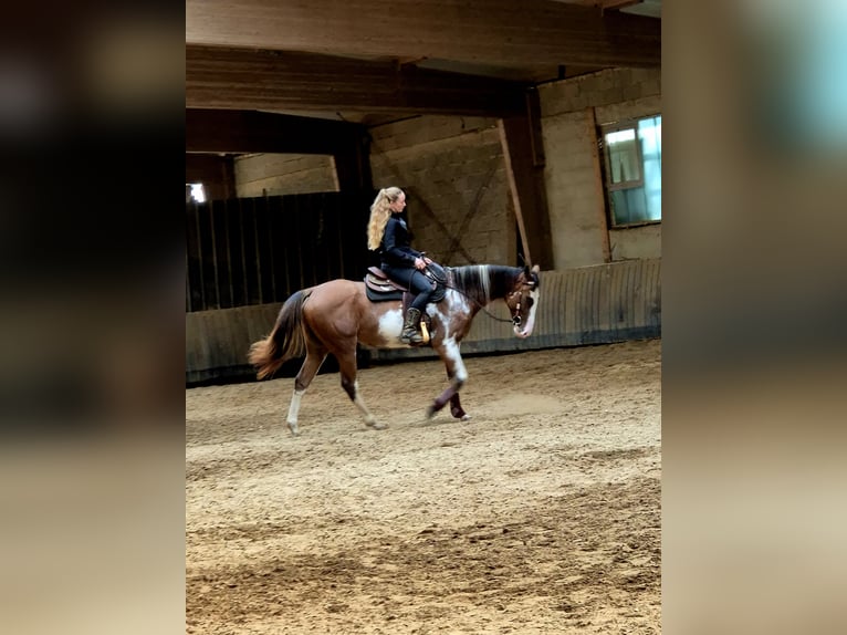 Paint Horse Croisé Jument 3 Ans 151 cm Overo-toutes couleurs in Bexbach- Höchen