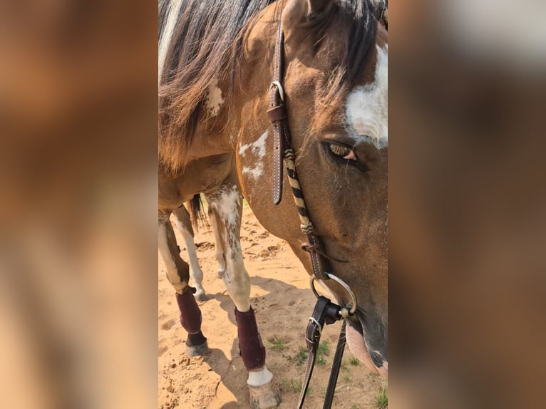 Paint Horse Croisé Jument 3 Ans 151 cm Overo-toutes couleurs in Bexbach- Höchen