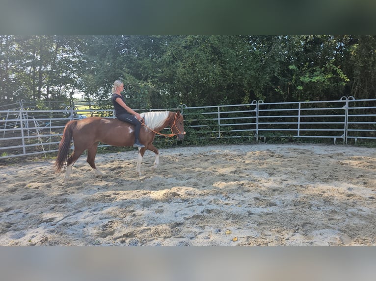 Paint Horse Croisé Jument 3 Ans 153 cm Pinto in Bad Camberg