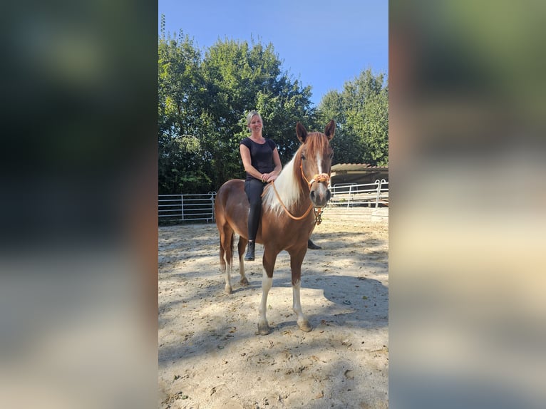 Paint Horse Croisé Jument 3 Ans 153 cm Pinto in Bad Camberg