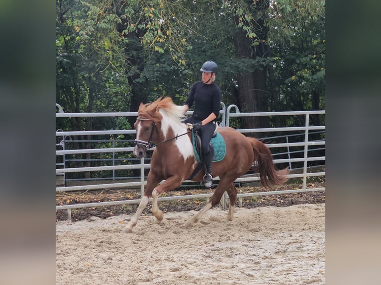 Paint Horse Croisé Jument 3 Ans 153 cm Pinto in Bad Camberg