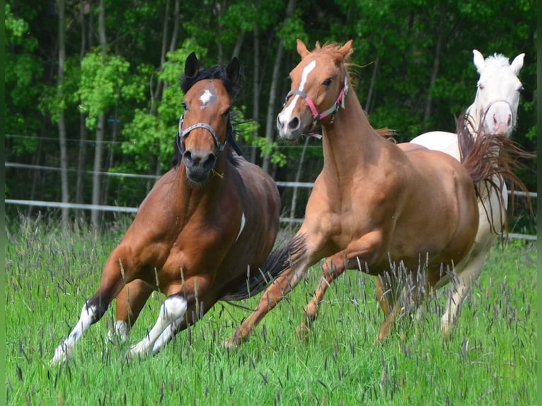 Paint Horse Jument 3 Ans 154 cm Tobiano-toutes couleurs in Buchbach