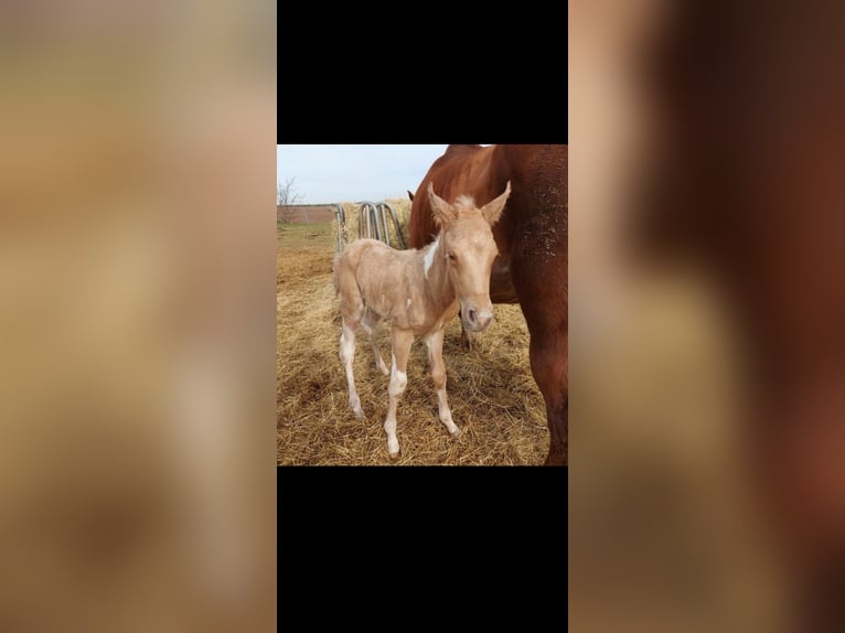 Paint Horse Jument 3 Ans 155 cm Palomino in Biendorf Paint Horse Jument 3 Ans 155 cm Palomino in Biendorf