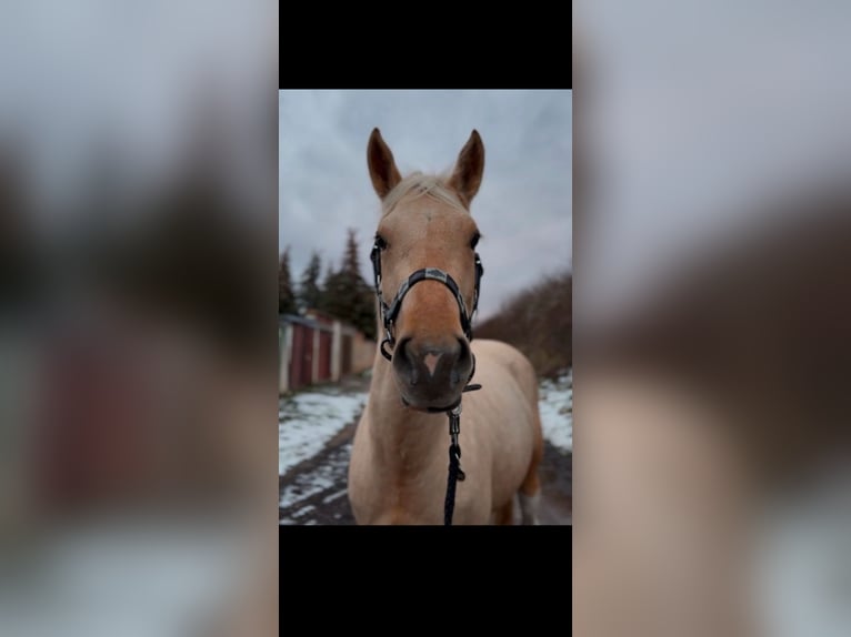 Paint Horse Jument 3 Ans 155 cm Palomino in Biendorf Paint Horse Jument 3 Ans 155 cm Palomino in Biendorf