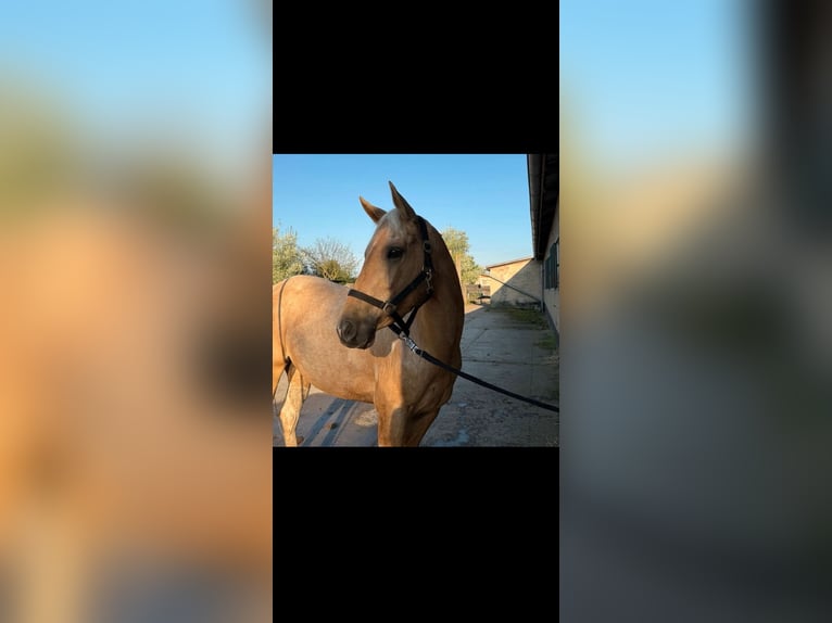 Paint Horse Jument 3 Ans 155 cm Palomino in Biendorf Paint Horse Jument 3 Ans 155 cm Palomino in Biendorf