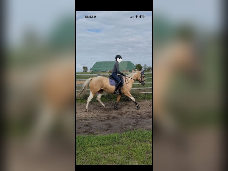 Paint Horse Jument 3 Ans 155 cm Palomino in Biendorf Paint Horse Jument 3 Ans 155 cm Palomino in Biendorf