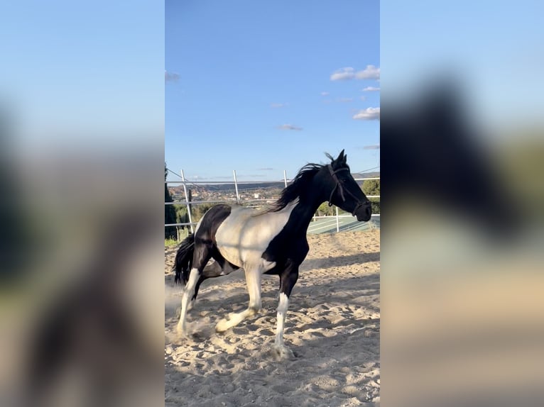 Paint Horse Croisé Jument 3 Ans 156 cm Pinto in Baza