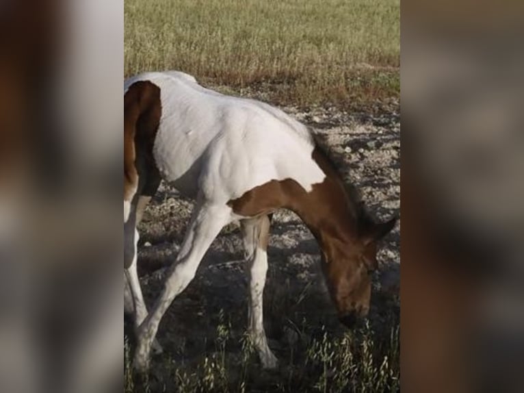 Paint Horse Croisé Jument 3 Ans 156 cm Pinto in Baza