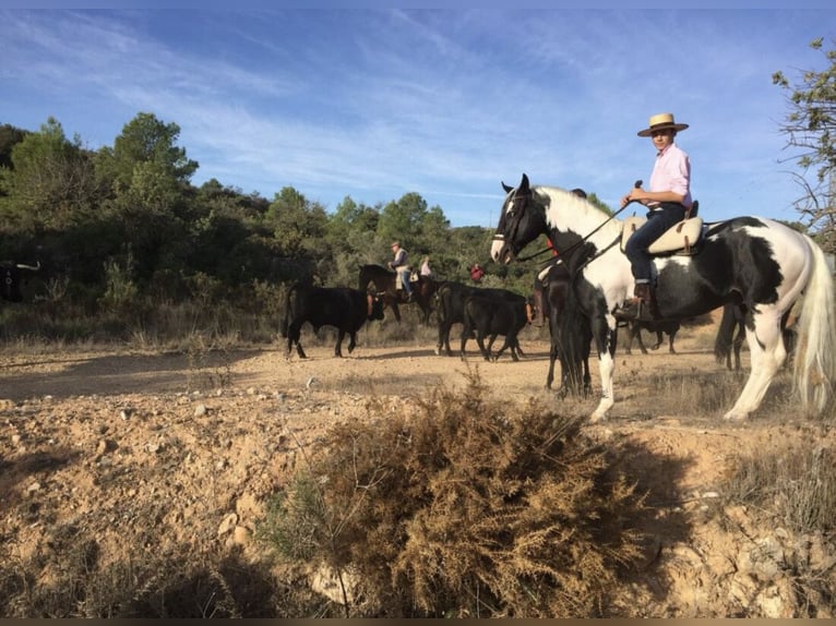 Paint Horse Croisé Jument 3 Ans 156 cm Pinto in Baza