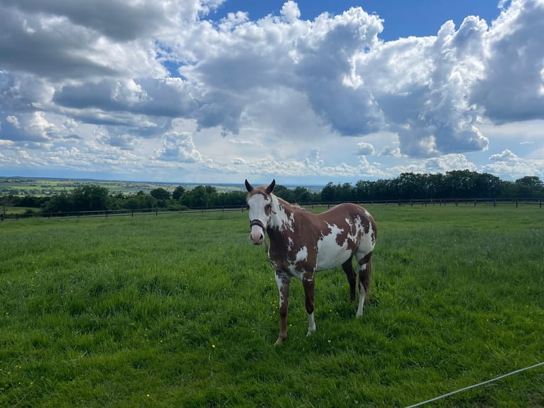 Paint Horse Jument 3 Ans 160 cm Pinto in saint piere les ettieux