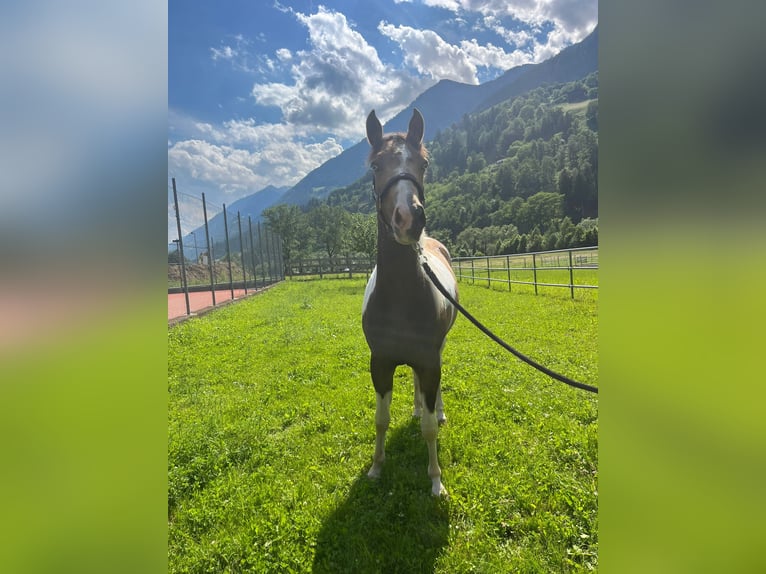 Paint Horse Jument 3 Ans Buckskin in Sankt Leonhard in Passeier