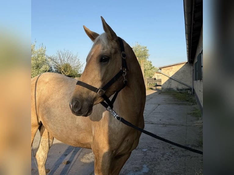 Paint Horse Jument 3 Ans Palomino in Biendorf