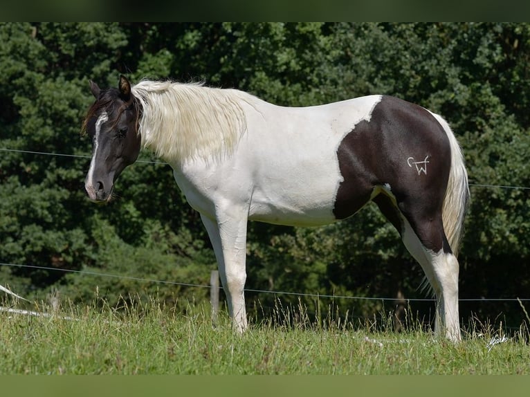 Paint Horse Jument 3 Ans Tobiano-toutes couleurs in Pribram