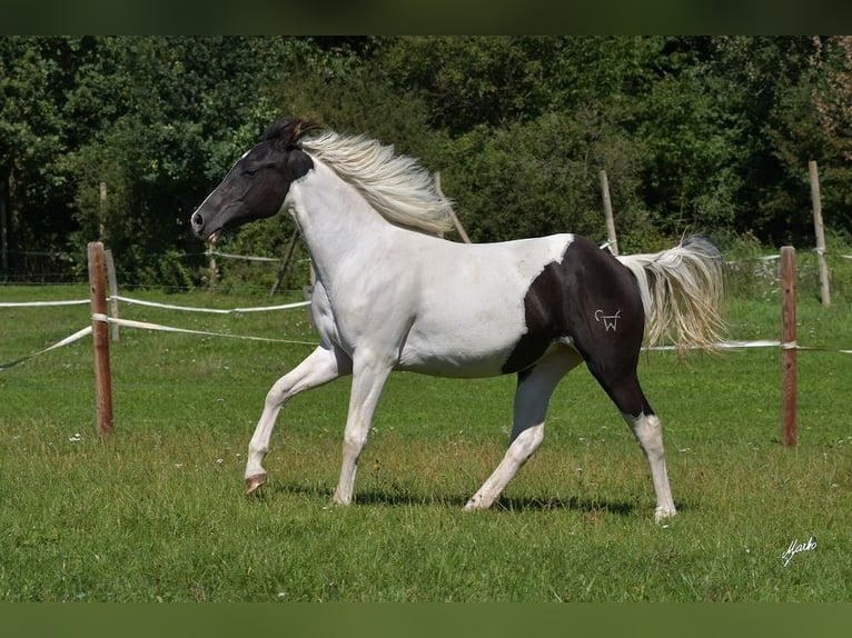 Paint Horse Jument 3 Ans Tobiano-toutes couleurs in Pribram