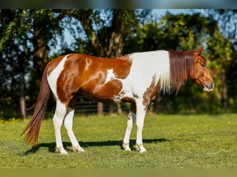 Paint Horse Jument 4 Ans 145 cm Tobiano-toutes couleurs in Lufkin, TX