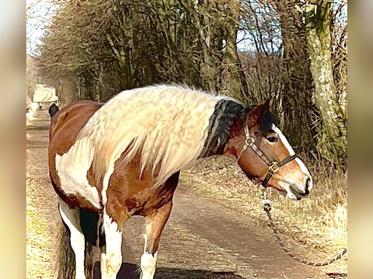 Paint Horse Croisé Jument 4 Ans 149 cm Pinto in Ulrichstein