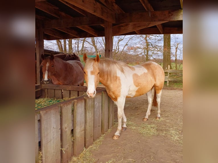 Paint Horse Jument 4 Ans 150 cm Palomino in Wasbek