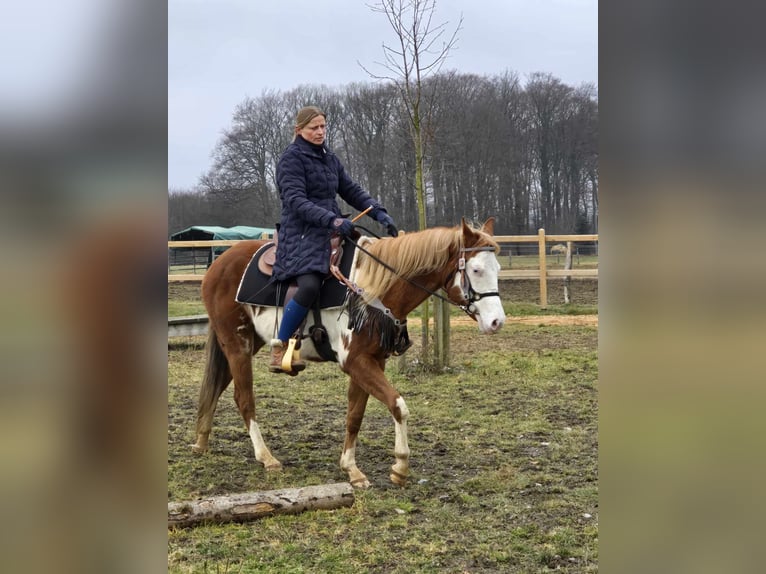 Paint Horse Croisé Jument 4 Ans 150 cm Pinto in Linkenbach