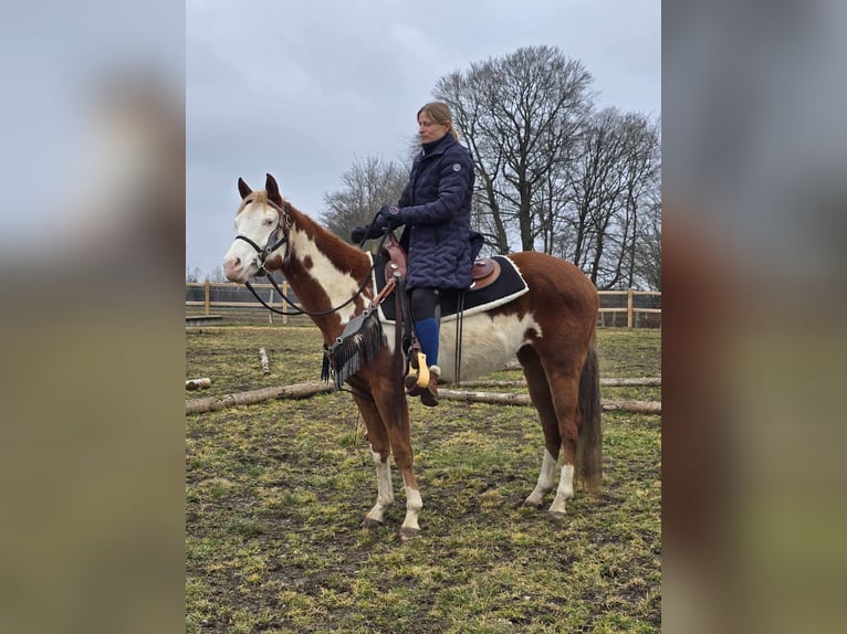 Paint Horse Croisé Jument 4 Ans 150 cm Pinto in Linkenbach