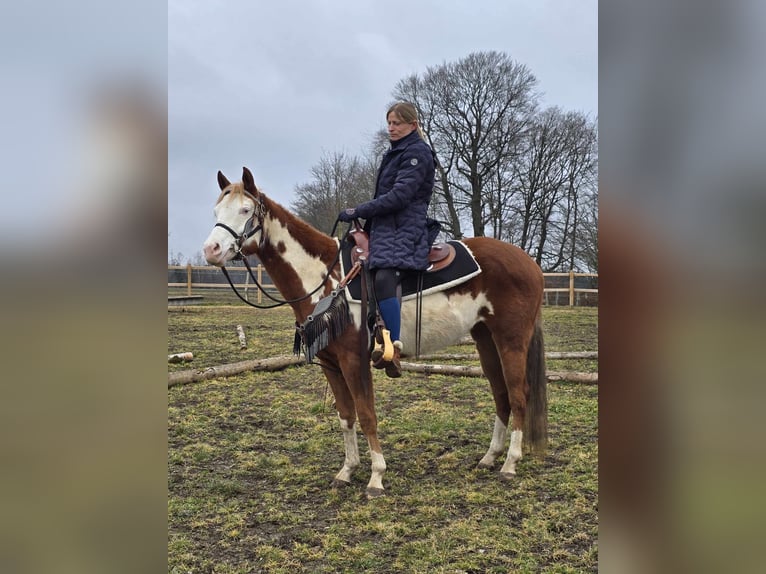 Paint Horse Croisé Jument 4 Ans 150 cm Pinto in Linkenbach