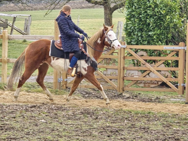 Paint Horse Croisé Jument 4 Ans 150 cm Pinto in Linkenbach