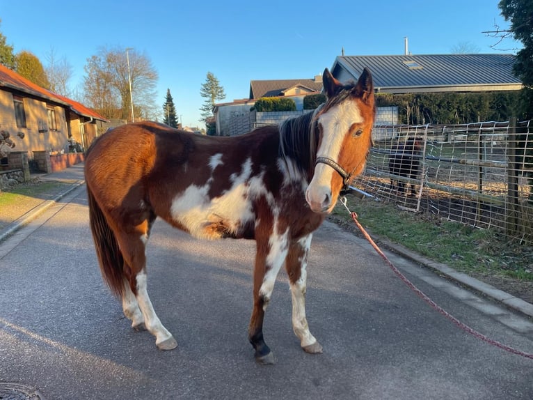 Paint Horse Croisé Jument 4 Ans 151 cm Overo-toutes couleurs in Bexbach- Höchen