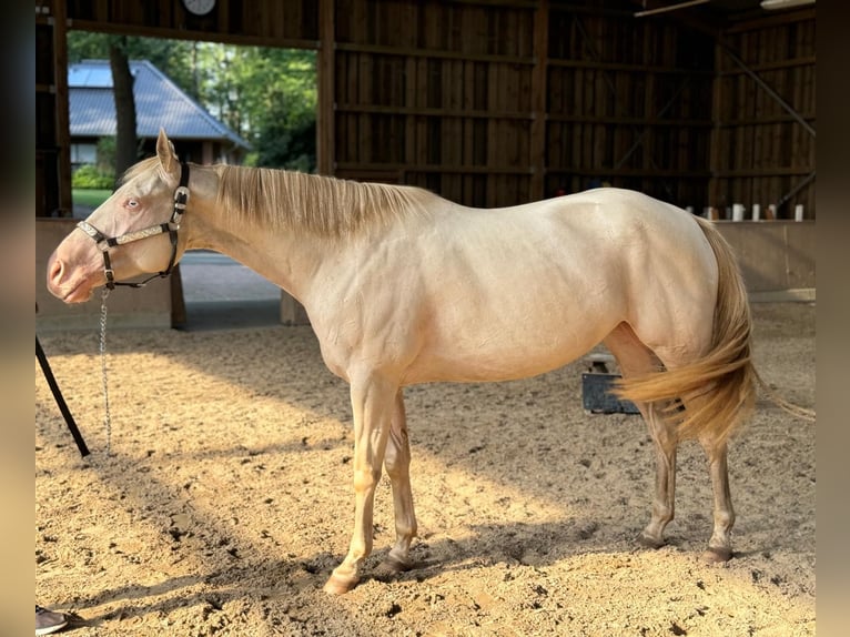 Paint Horse Jument 4 Ans 152 cm Perlino in Bomlitz