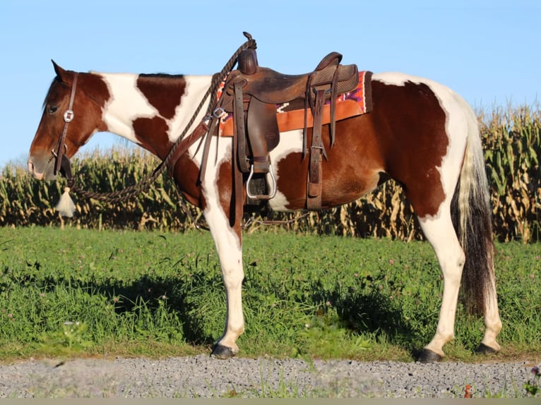 Paint Horse Croisé Jument 4 Ans 152 cm Pinto in Rebersburg, PA