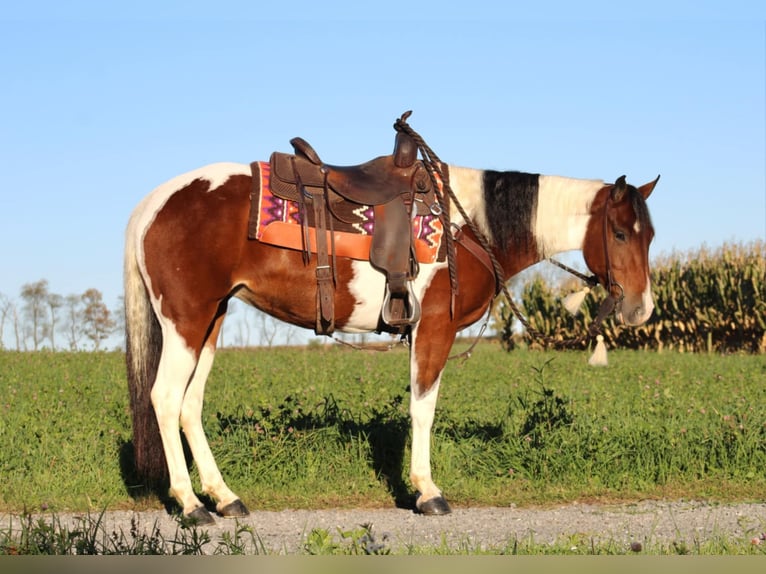 Paint Horse Croisé Jument 4 Ans 152 cm Pinto in Rebersburg, PA