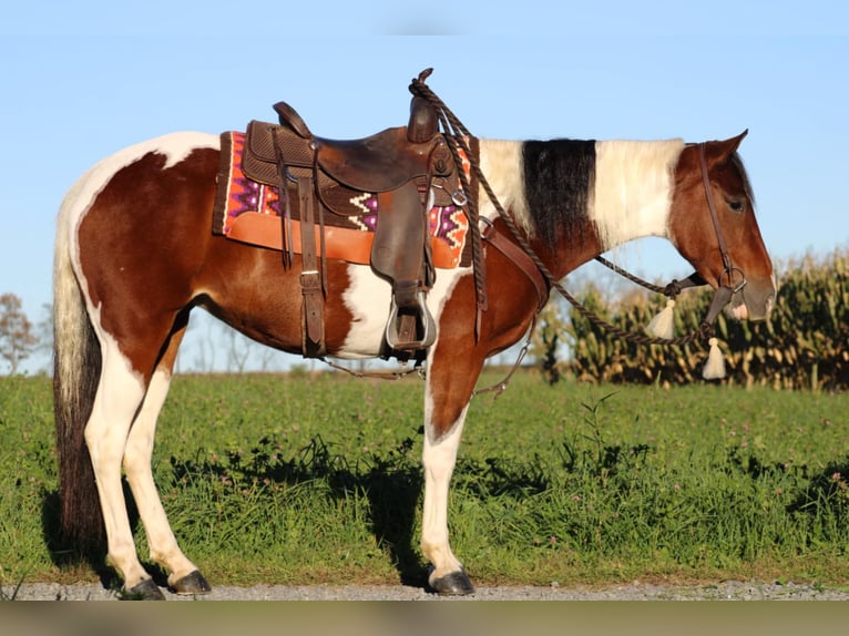 Paint Horse Croisé Jument 4 Ans 152 cm Pinto in Rebersburg, PA