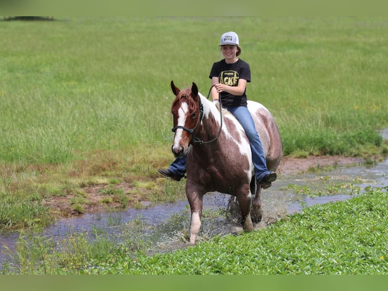 Paint Horse Jument 4 Ans 152 cm Rouan Rouge in Pilot Point, TX