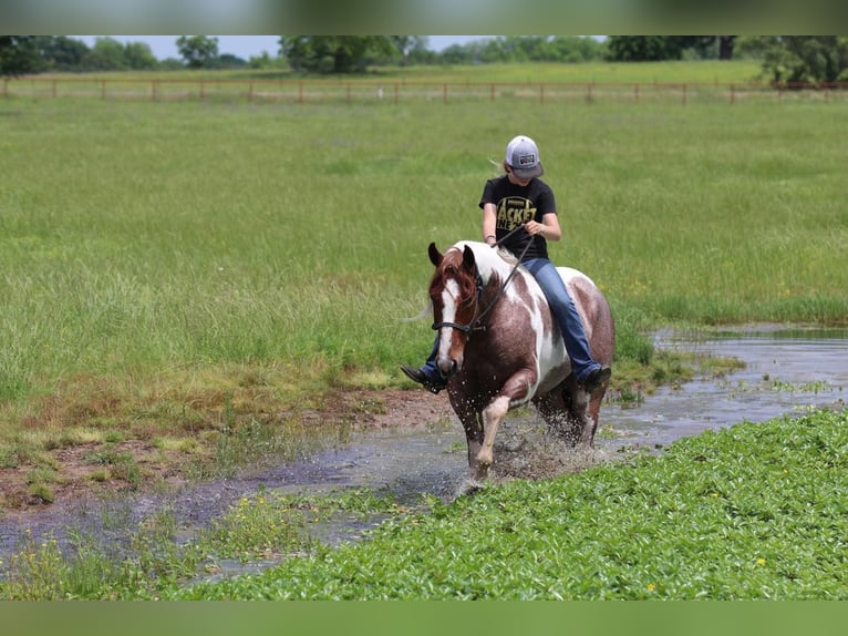 Paint Horse Jument 4 Ans 152 cm Rouan Rouge in Pilot Point, TX