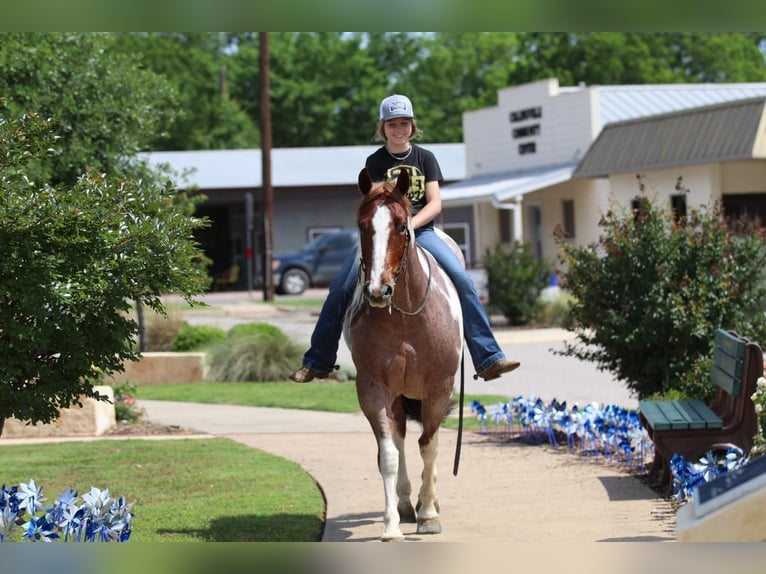 Paint Horse Jument 4 Ans 152 cm Rouan Rouge in Pilot Point, TX