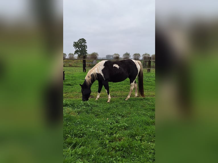 Paint Horse Jument 4 Ans 153 cm in Gavere