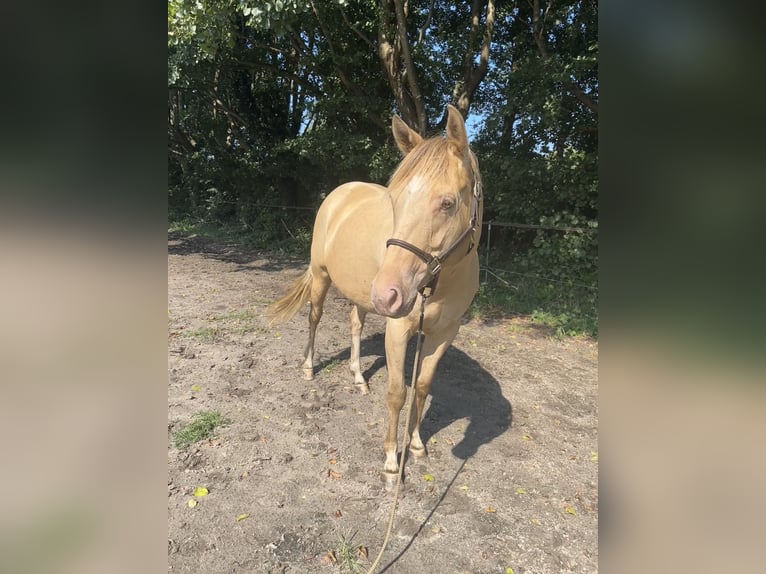 Paint Horse Jument 4 Ans 154 cm Champagne in OttersbergOttersberg