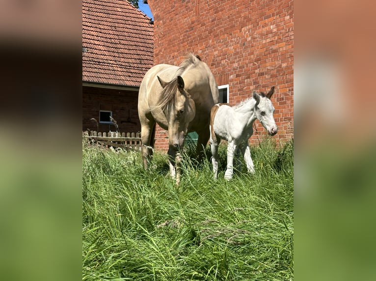 Paint Horse Jument 4 Ans 154 cm Champagne in OttersbergOttersberg