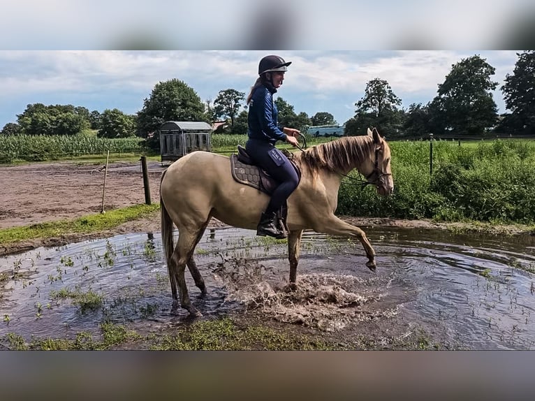 Paint Horse Jument 4 Ans 154 cm Champagne in OttersbergOttersberg