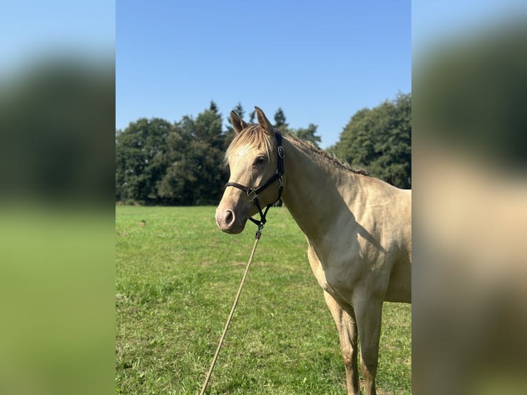 Paint Horse Jument 4 Ans 154 cm Champagne in OttersbergOttersberg